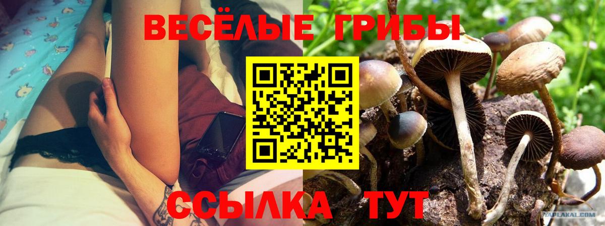 Псилоцибиновые грибы Psilocybe Заречный